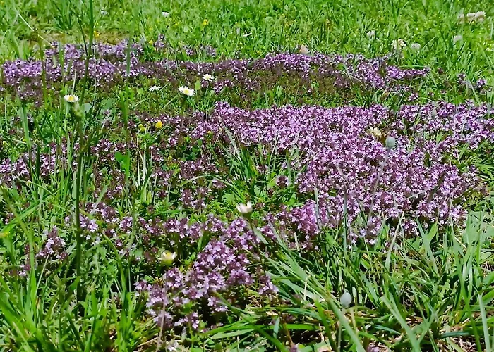 Le Petit Manoir Vaillac *